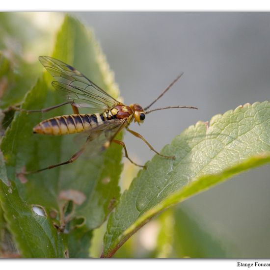 Tenthredopsis sordida: Animal in habitat Grassland in the NatureSpots App