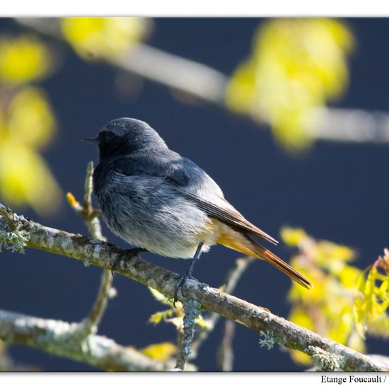 Black Redstart: Animal in nature in the NatureSpots App