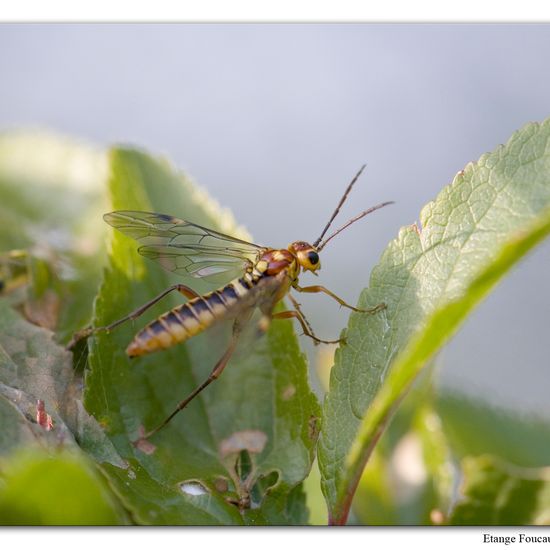 Tenthredopsis sordida: Animal in habitat Grassland in the NatureSpots App