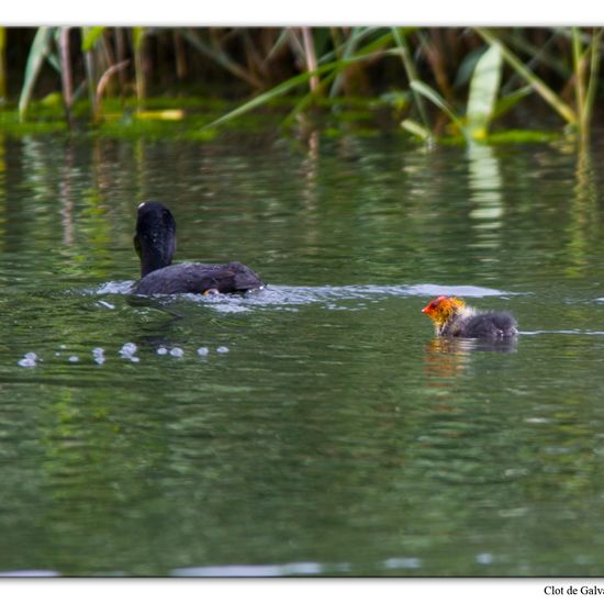 Eurasian Coot: Animal in habitat Pond in the NatureSpots App