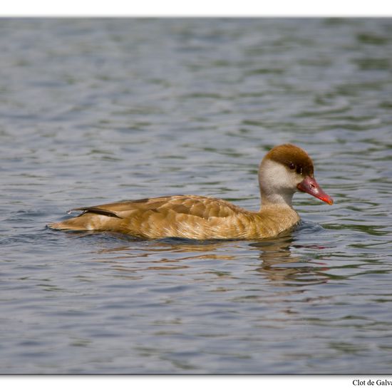 Red-crested Pochard: Animal in habitat Pond in the NatureSpots App