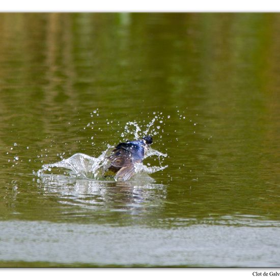 Barn Swallow: Animal in habitat Pond in the NatureSpots App