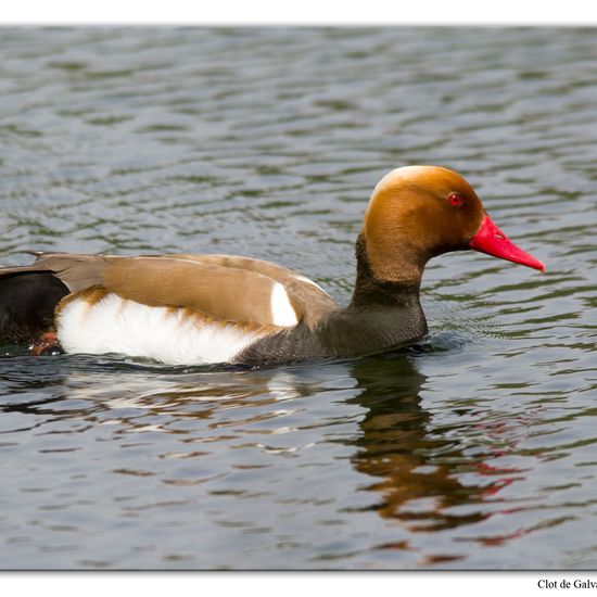 Red-crested Pochard: Animal in habitat Pond in the NatureSpots App