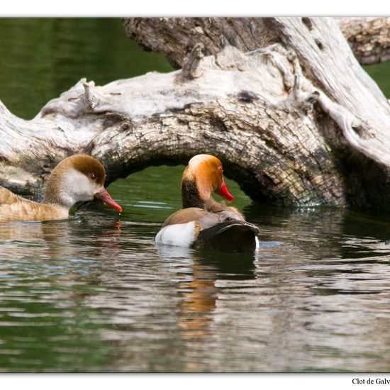 Red-crested Pochard: Animal in habitat Pond in the NatureSpots App