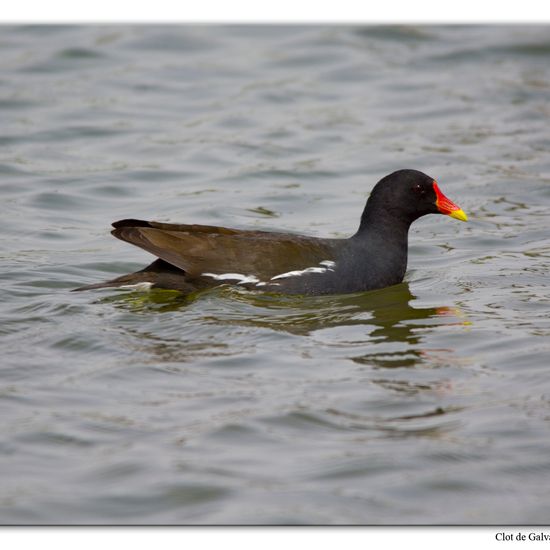 Common Moorhen: Animal in habitat Pond in the NatureSpots App