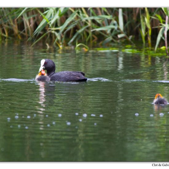 Eurasian Coot: Animal in habitat Pond in the NatureSpots App