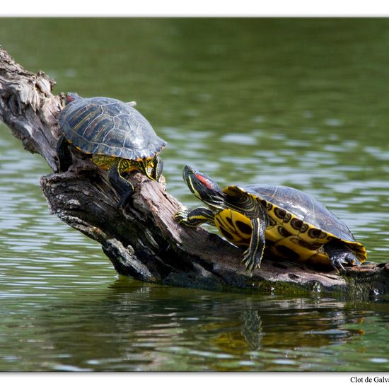 Trachemys scripta elegans: Animal in habitat Pond in the NatureSpots App