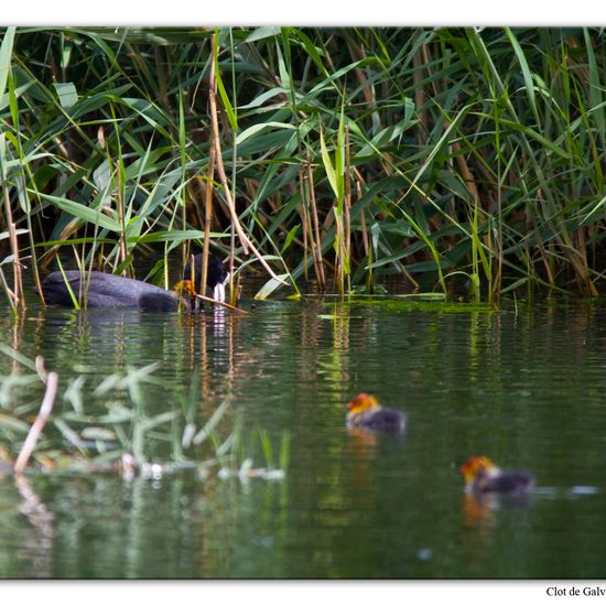 Eurasian Coot: Animal in habitat Pond in the NatureSpots App