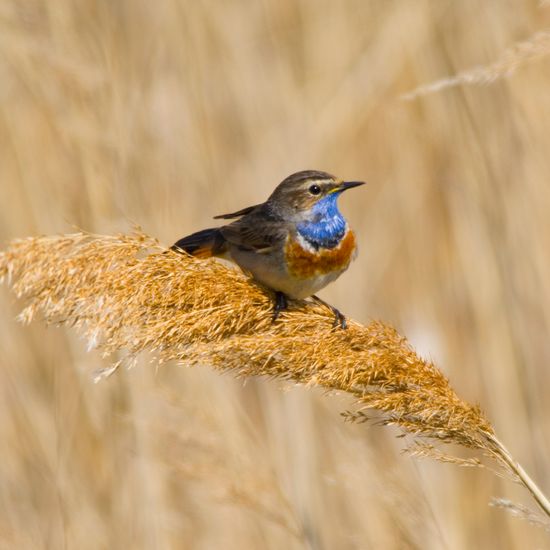 Bluethroat: Animal in habitat Freshwater in the NatureSpots App