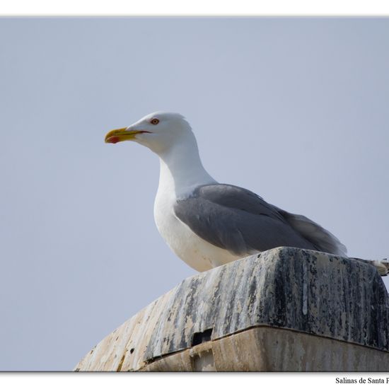 Yellow-legged Gull: Animal in nature in the NatureSpots App