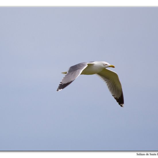 Yellow-legged Gull: Animal in nature in the NatureSpots App