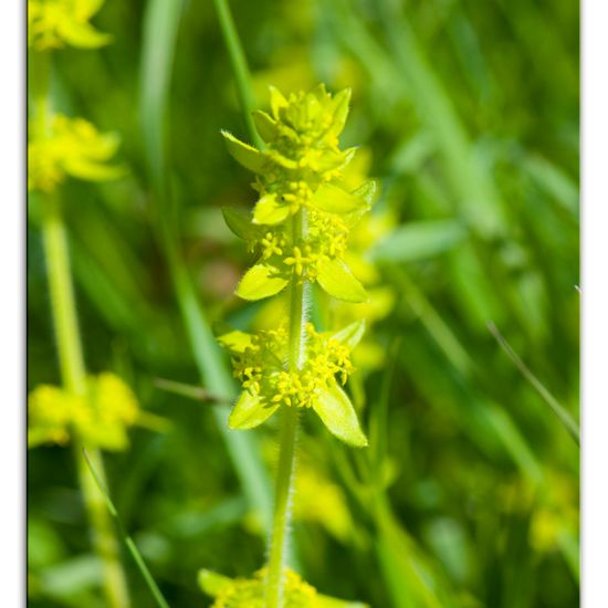 Cruciata laevipes: Plant in nature in the NatureSpots App