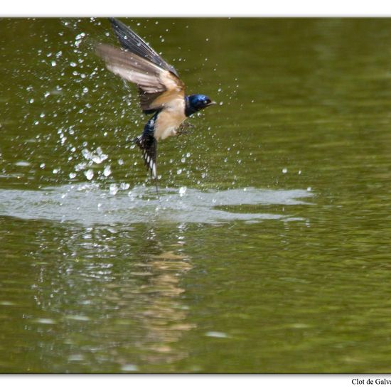 Barn Swallow: Animal in habitat Pond in the NatureSpots App