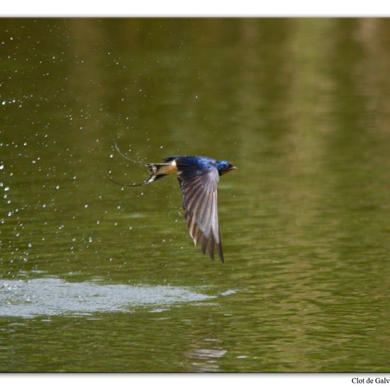 Barn Swallow: Animal in habitat Pond in the NatureSpots App