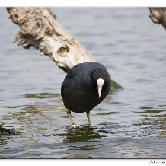 Eurasian Coot: Animal in habitat Pond in the NatureSpots App