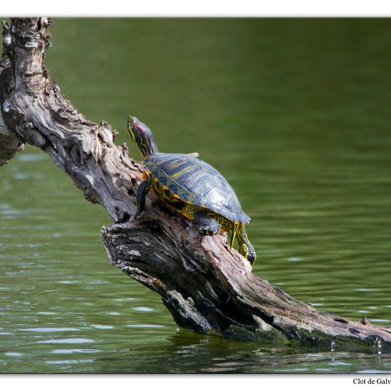 Trachemys scripta elegans: Animal in habitat Pond in the NatureSpots App