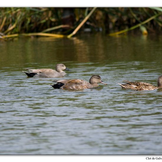 Mareca strepera: Animal in habitat Pond in the NatureSpots App