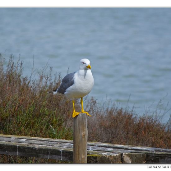 Yellow-legged Gull: Animal in nature in the NatureSpots App