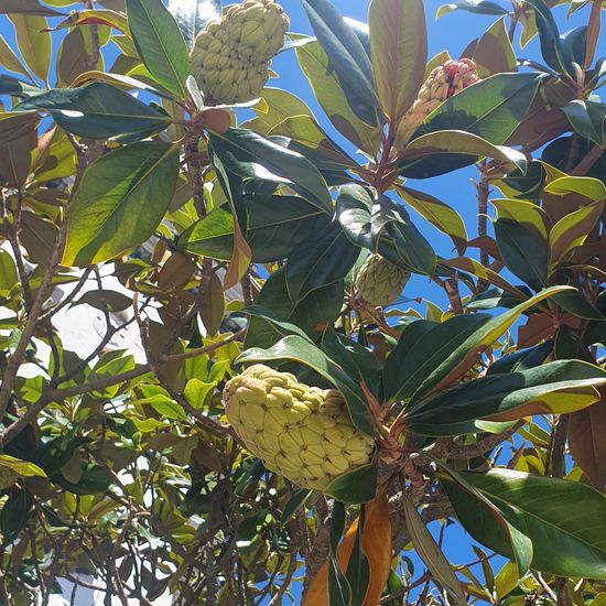 Magnolia grandiflora: Plant in habitat City and Urban in the NatureSpots App