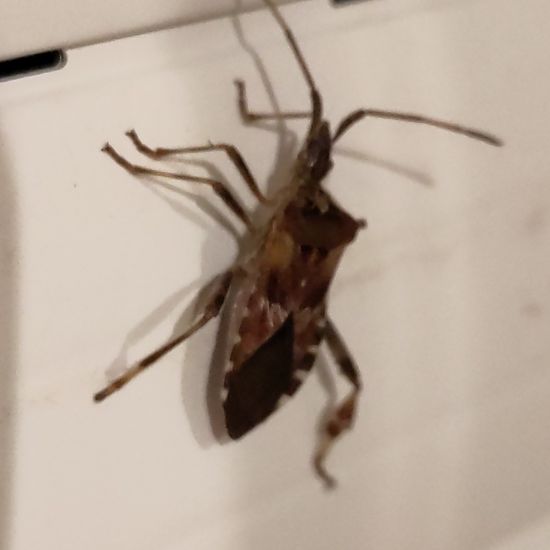 Western conifer seed bug: Animal in habitat Garden in the NatureSpots App