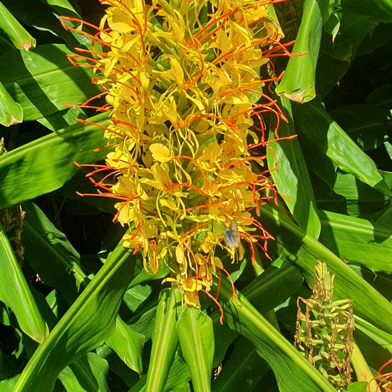 Hedychium: Plant in habitat Rocky coast in the NatureSpots App