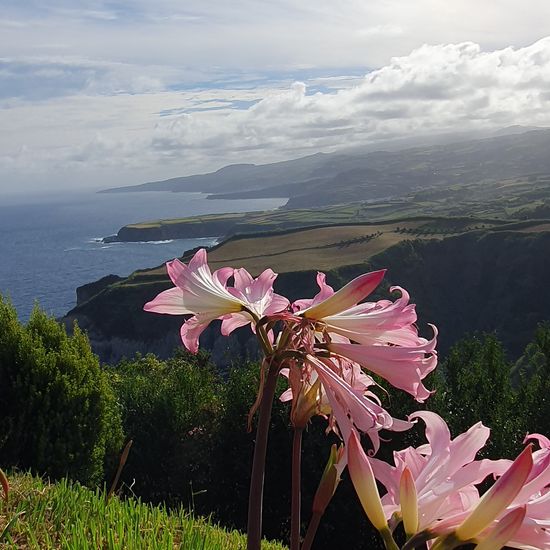 Amaryllis belladonna: Plant in nature in the NatureSpots App