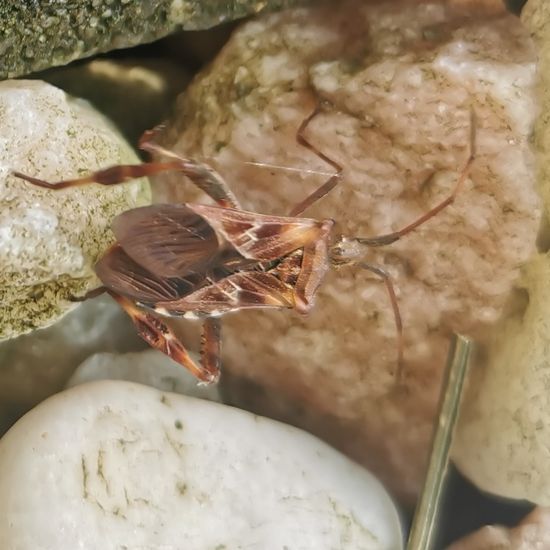 Western conifer seed bug: Animal in habitat City and Urban in the NatureSpots App