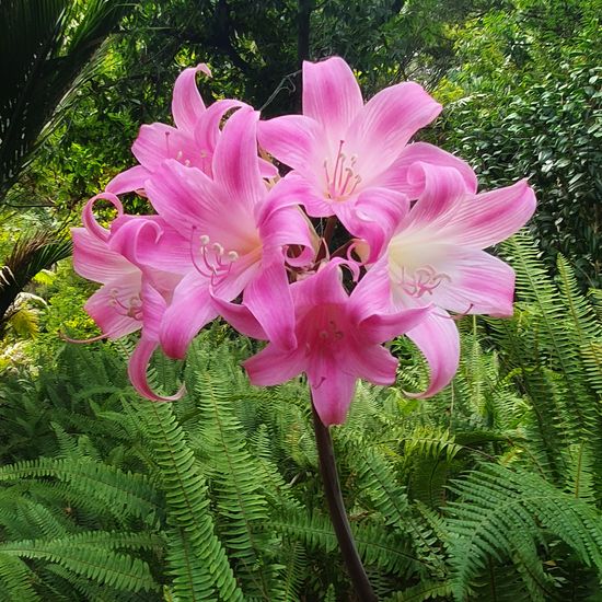 Amaryllis belladonna: Plant in nature in the NatureSpots App