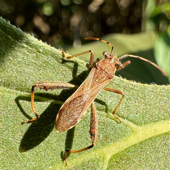 Camptopus lateralis: Animal in habitat Garden in the NatureSpots App