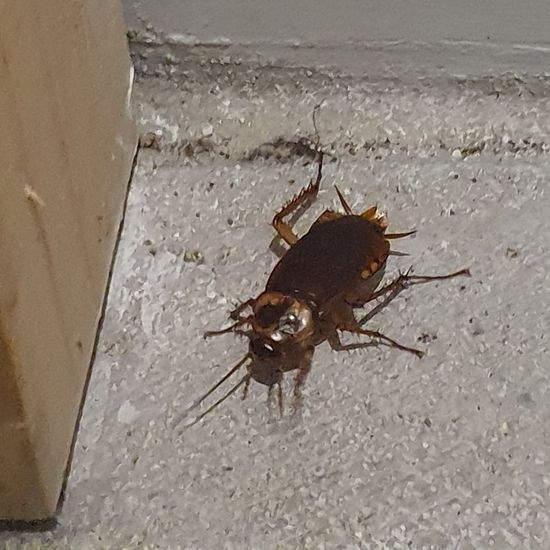 American cockroach: Animal in habitat City and Urban in the NatureSpots App