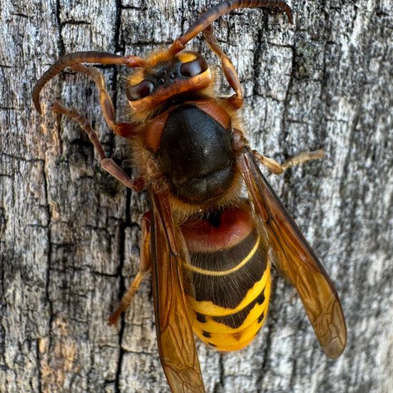 European hornet: Animal in habitat Garden in the NatureSpots App