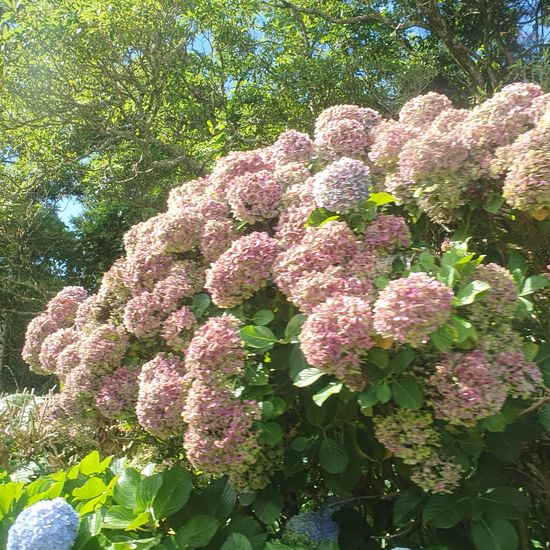 Hydrangea: Plant in nature in the NatureSpots App