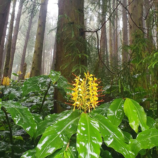 Hedychium gardnerianum: Plant in nature in the NatureSpots App