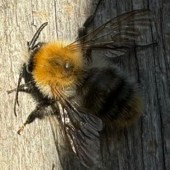 Bombus pascuorum: Animal in habitat Garden in the NatureSpots App