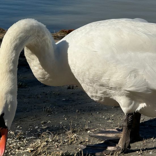 Mute swan: Animal in habitat Freshwater in the NatureSpots App