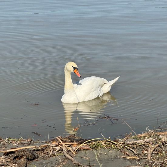 Mute swan: Animal in habitat Freshwater in the NatureSpots App