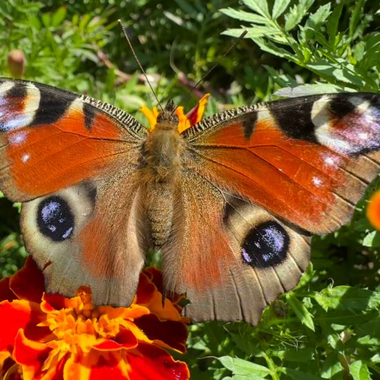 Aglais io: Animal in habitat Garden in the NatureSpots App