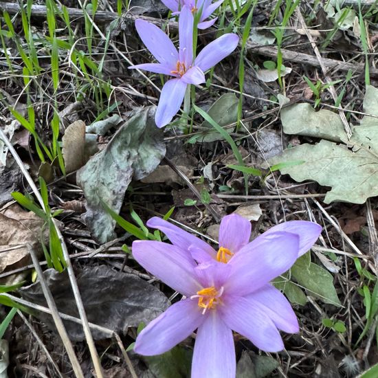 Colchicum autumnale: Plant in habitat Semi-natural grassland in the NatureSpots App