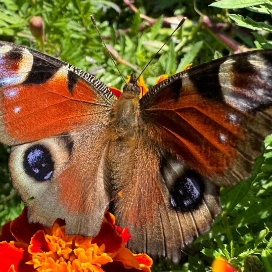 Aglais io: Animal in habitat Garden in the NatureSpots App