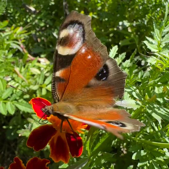 Aglais io: Animal in habitat Garden in the NatureSpots App