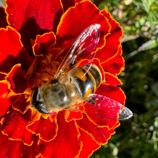 Eristalis tenax: Animal in habitat Garden in the NatureSpots App