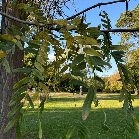 Gleditsia triacanthos: Plant in habitat Garden in the NatureSpots App