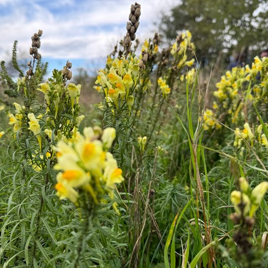 Linaria vulgaris: Plant in habitat Grassland in the NatureSpots App