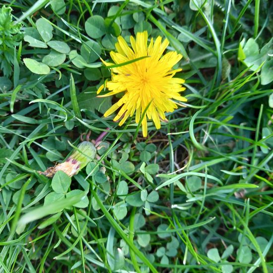 Taraxacum bracteatum: Plant in nature in the NatureSpots App