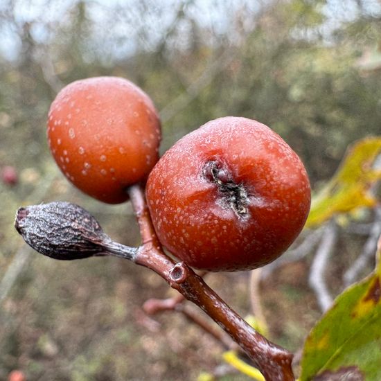 Sorbus torminalis: Plant in habitat Temperate forest in the NatureSpots App