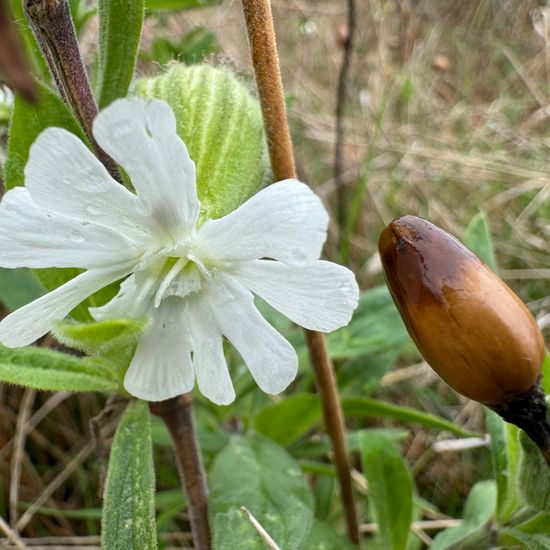 Silene latifolia: Plant in habitat Semi-natural grassland in the NatureSpots App