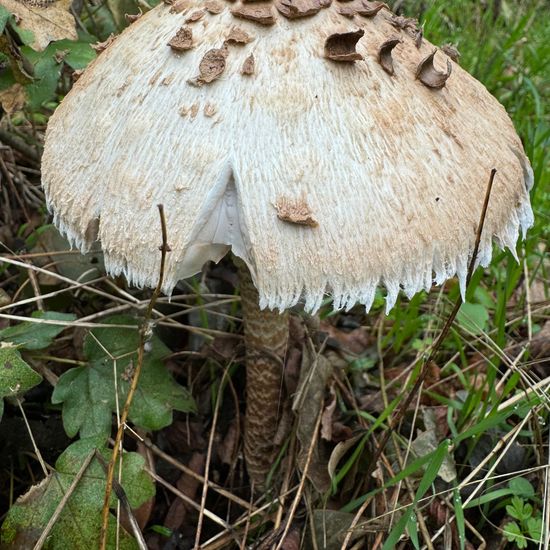 Macrolepiota procera: Mushroom in habitat Temperate forest in the NatureSpots App