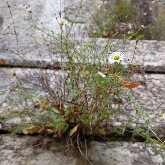 Erigeron karvinskianus: Plant in nature in the NatureSpots App