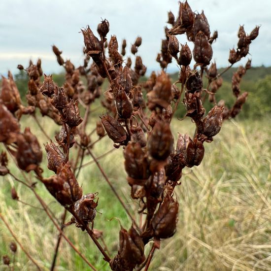 Hypericum perforatum: Plant in habitat Semi-natural grassland in the NatureSpots App