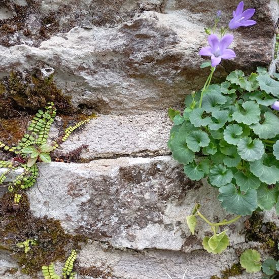 Campanula portenschlagiana: Plant in nature in the NatureSpots App